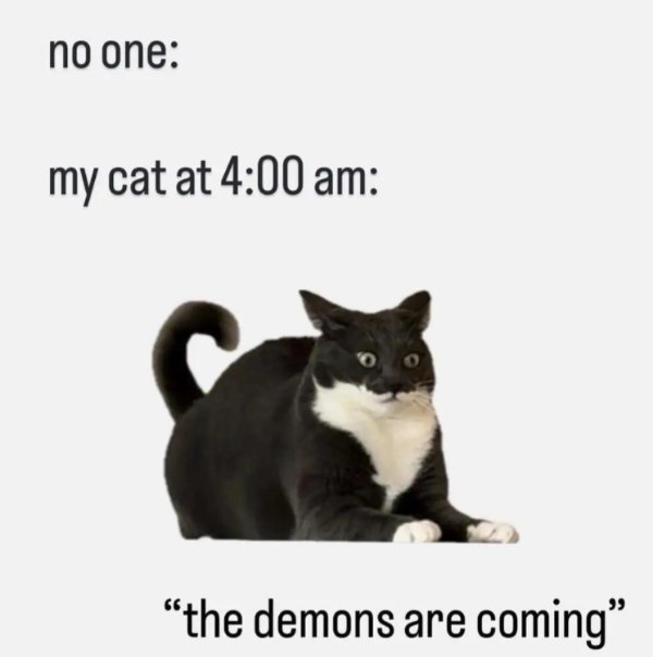 Jokes And Photos For Cats Lovers (38 pics) Jokes And Photos For Cats Lovers (38 pics)