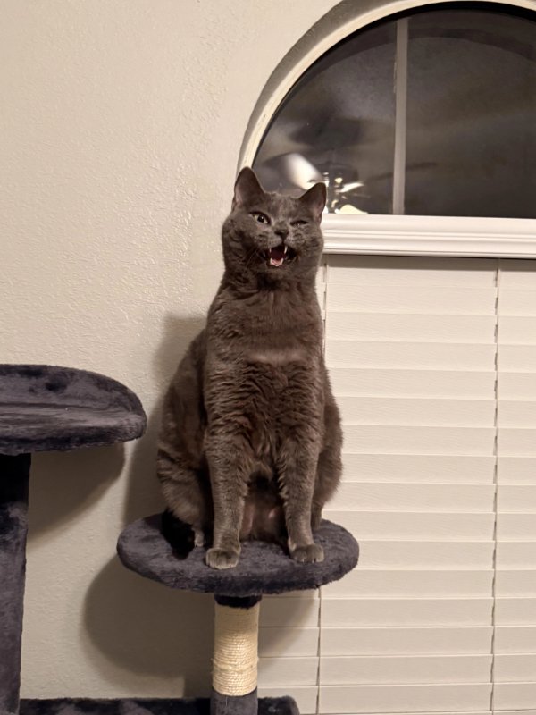 Jokes And Photos For Cats Lovers (38 pics) Jokes And Photos For Cats Lovers (38 pics)