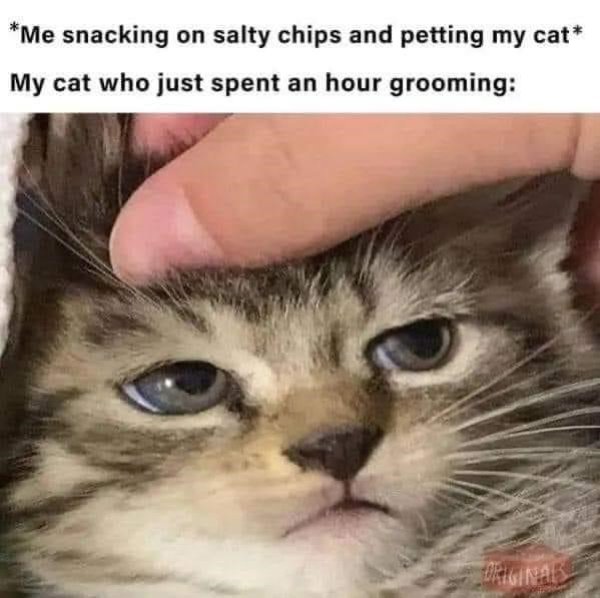 Jokes And Photos For Cats Lovers (38 pics) Jokes And Photos For Cats Lovers (38 pics)
