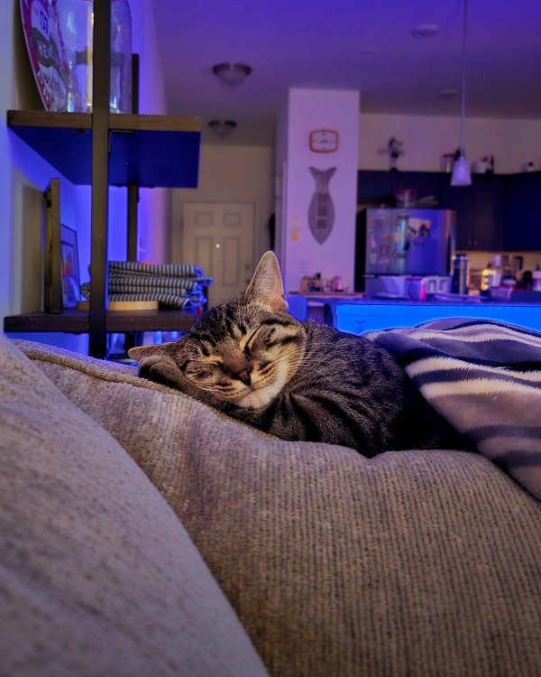 Jokes And Photos For Cats Lovers (38 pics) Jokes And Photos For Cats Lovers (38 pics)