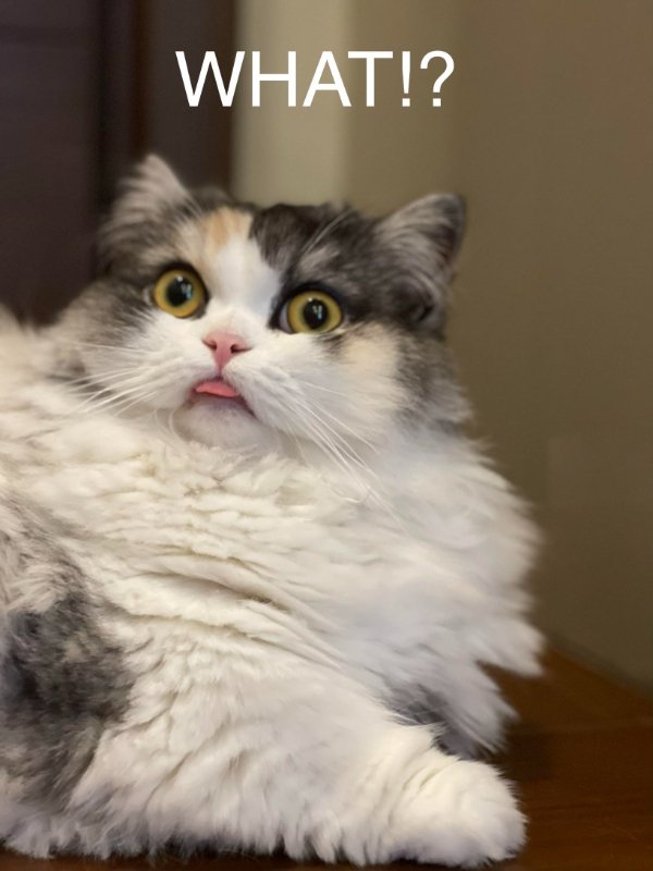 Jokes And Photos For Cats Lovers (38 pics) Jokes And Photos For Cats Lovers (38 pics)