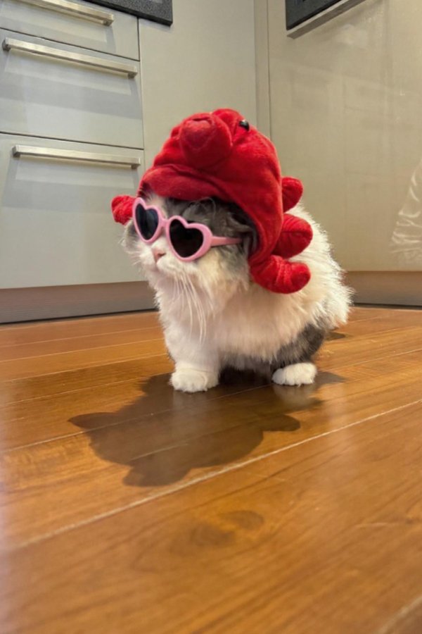 Jokes And Photos For Cats Lovers (38 pics) Jokes And Photos For Cats Lovers (38 pics)