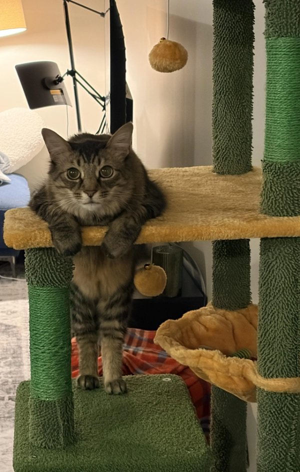 Jokes And Photos For Cats Lovers (38 pics) Jokes And Photos For Cats Lovers (38 pics)