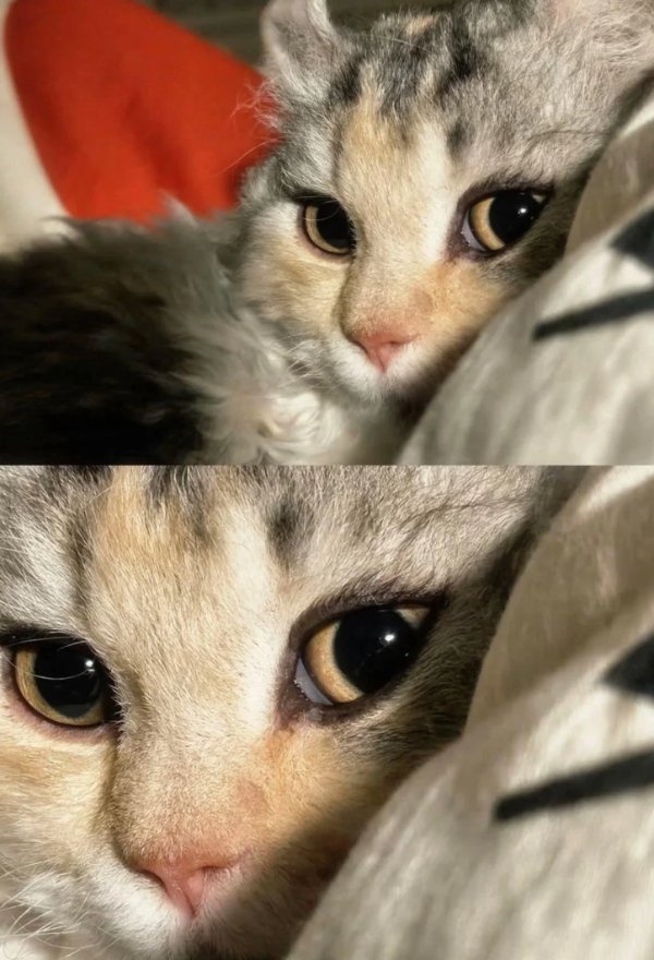 Jokes And Photos For Cats Lovers (38 pics) Jokes And Photos For Cats Lovers (38 pics)