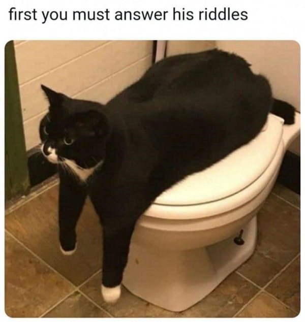 Jokes And Photos For Cats Lovers (38 pics) Jokes And Photos For Cats Lovers (38 pics)