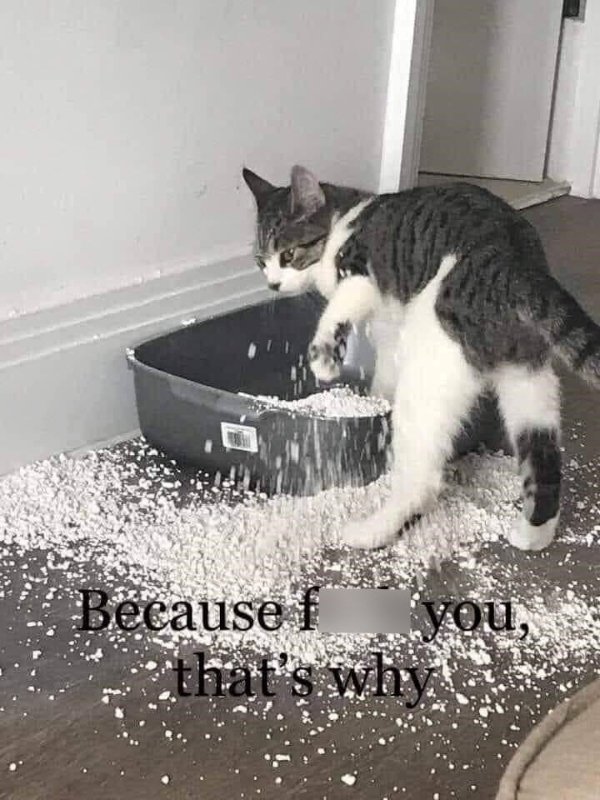 Jokes And Photos For Cats Lovers (38 pics) Jokes And Photos For Cats Lovers (38 pics)