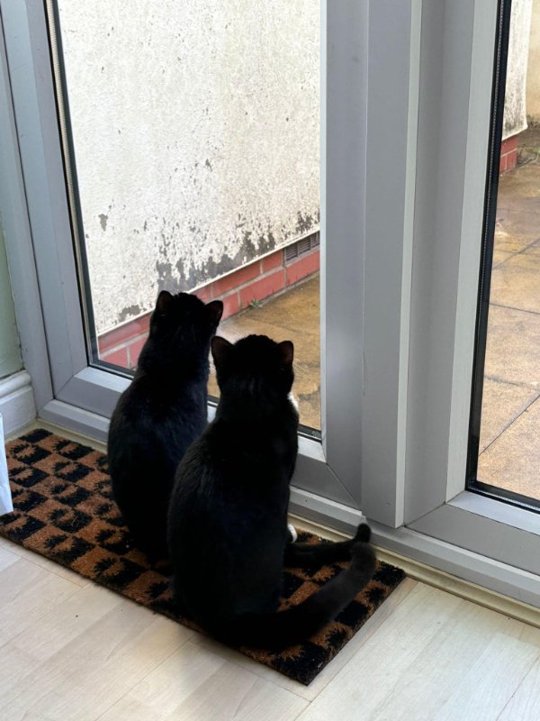 Jokes And Photos For Cats Lovers (38 pics) Jokes And Photos For Cats Lovers (38 pics)