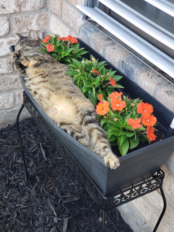 Jokes And Photos For Cats Lovers (38 pics) Jokes And Photos For Cats Lovers (38 pics)