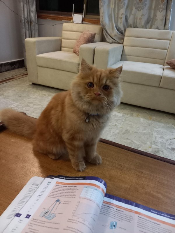 Jokes And Photos For Cats Lovers (38 pics) Jokes And Photos For Cats Lovers (38 pics)