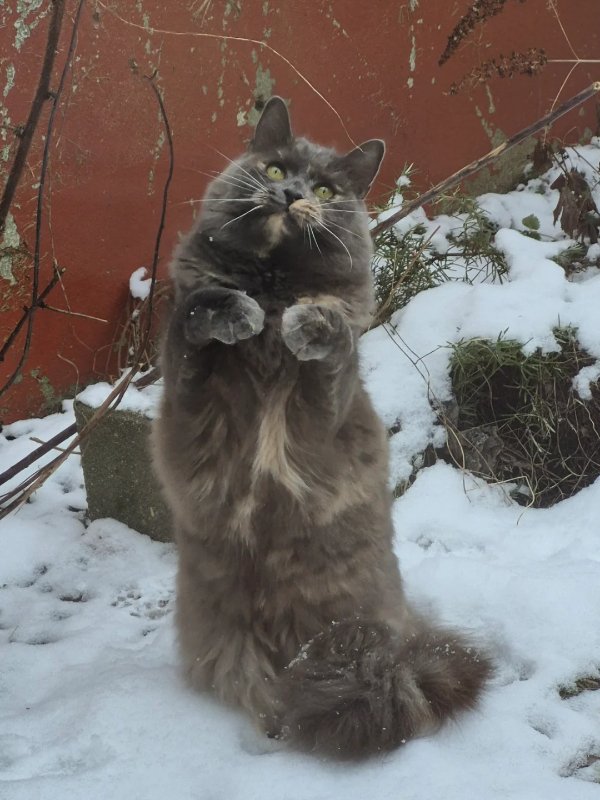 Jokes And Photos For Cats Lovers (38 pics) Jokes And Photos For Cats Lovers (38 pics)