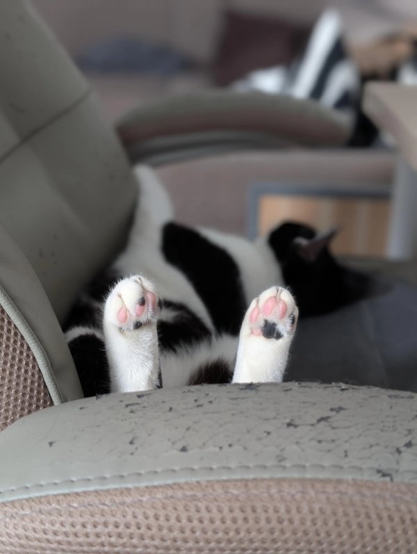 Jokes And Photos For Cats Lovers (38 pics) Jokes And Photos For Cats Lovers (38 pics)