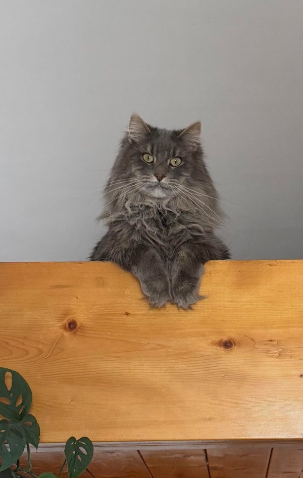 Jokes And Photos For Cats Lovers (38 pics) Jokes And Photos For Cats Lovers (38 pics)