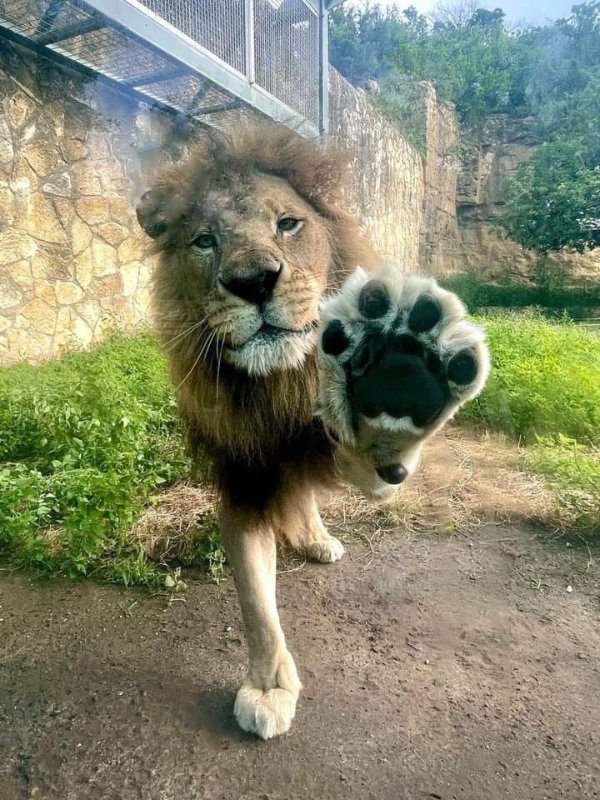 Funny Animals (27 pics) Funny Animals (27 pics)