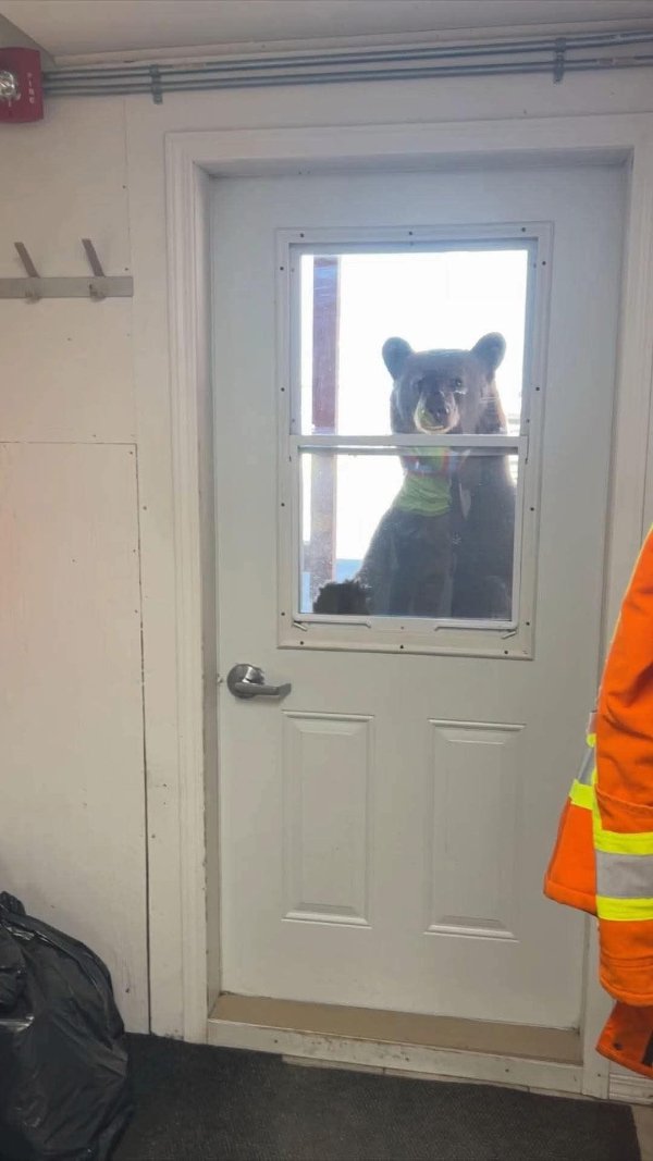 Funny Animals (27 pics) Funny Animals (27 pics)