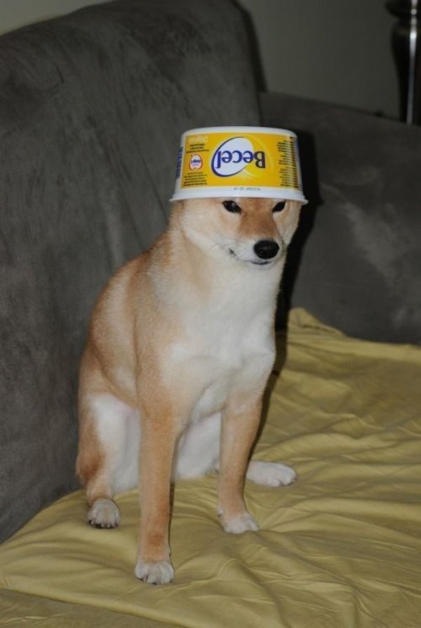 Funny Animals (27 pics) Funny Animals (27 pics)