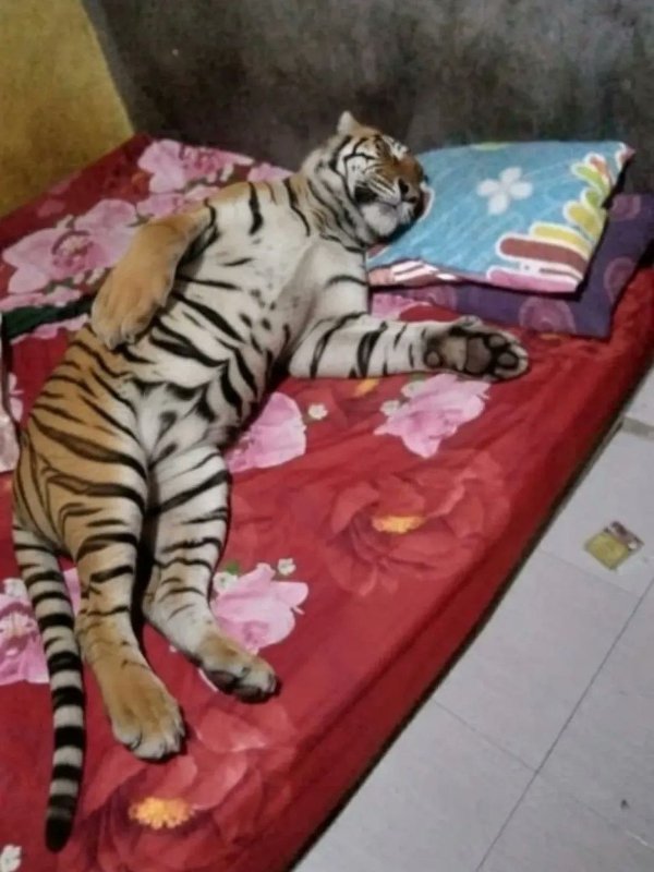 Funny Animals (27 pics) Funny Animals (27 pics)