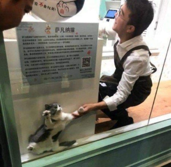 Funny Animals (27 pics) Funny Animals (27 pics)