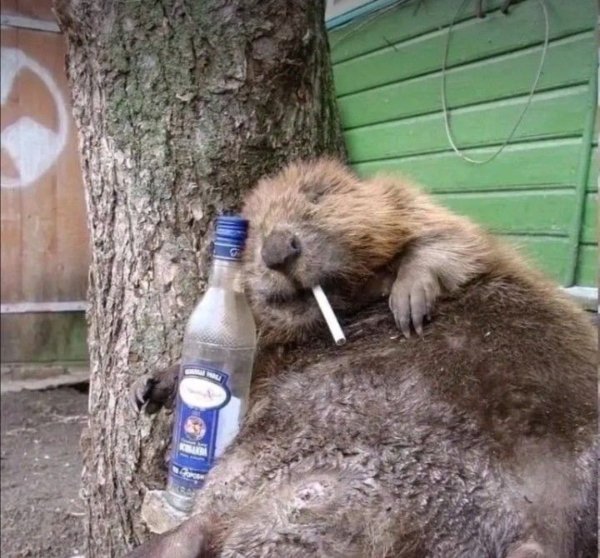 Funny Animals (27 pics) Funny Animals (27 pics)