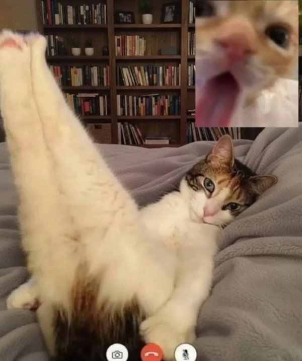 Funny Animals (27 pics) Funny Animals (27 pics)