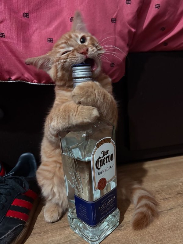 Funny Animals (27 pics) Funny Animals (27 pics)