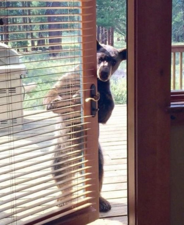 Funny Animals (27 pics) Funny Animals (27 pics)