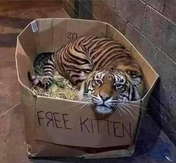 Funny Animals (27 pics) Funny Animals (27 pics)