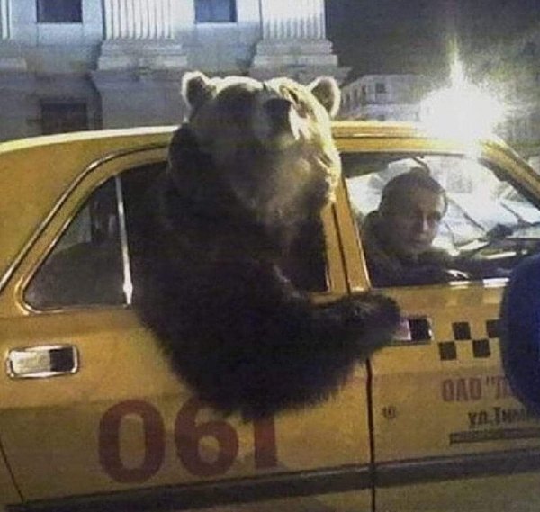 Funny Animals (27 pics) Funny Animals (27 pics)