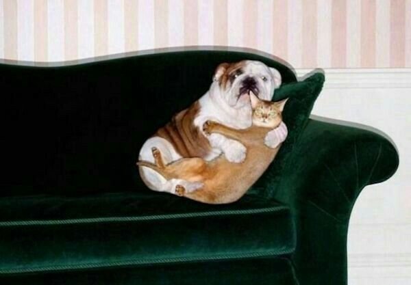 Funny Animals (27 pics) Funny Animals (27 pics)