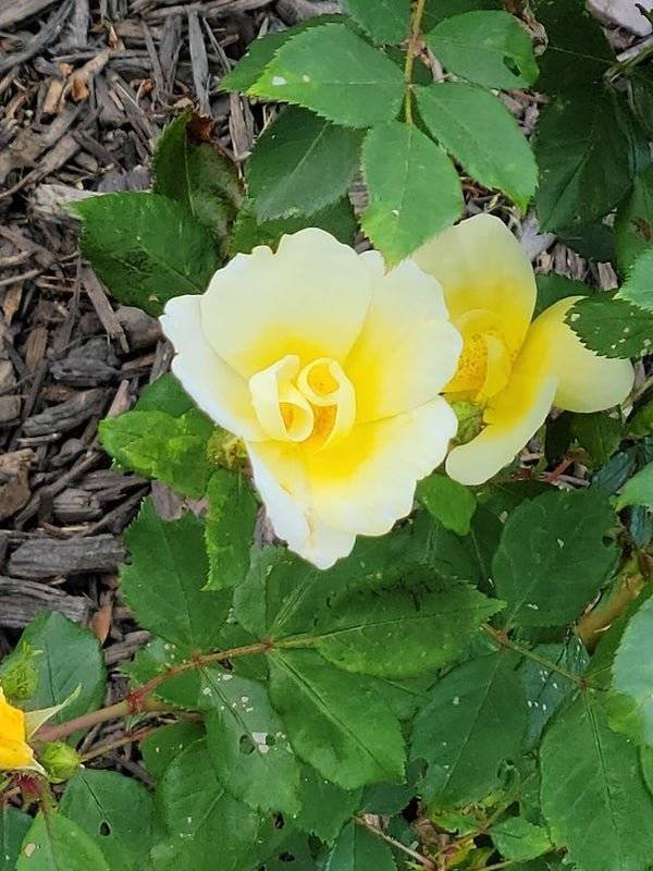 Terrible Spouses (22 pics)