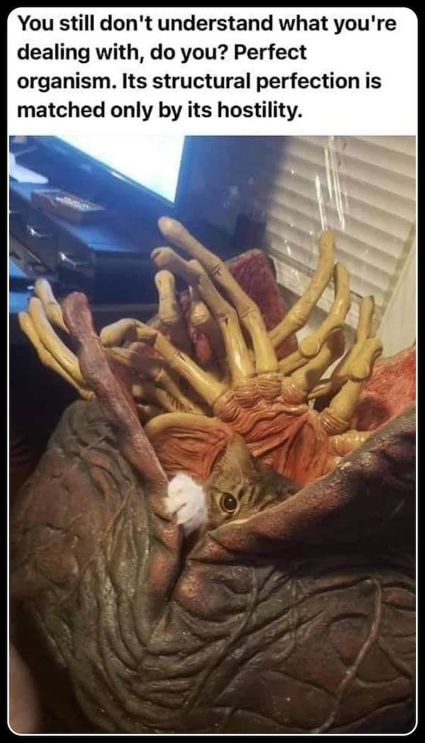 Funny Memes (32 pics)