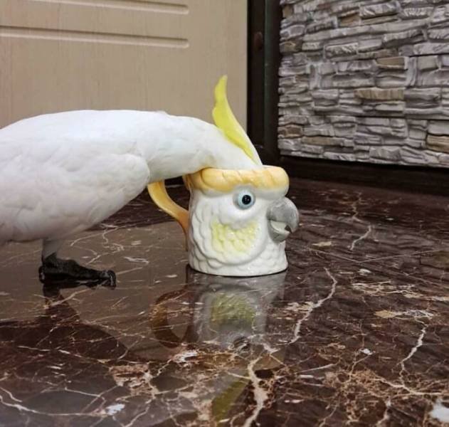 Inretesting Finds (49 pics)