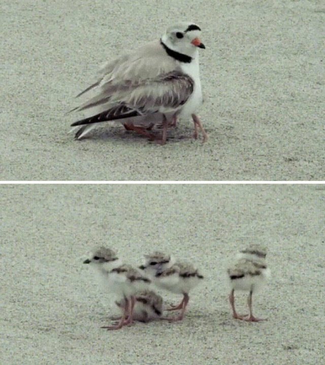 Inretesting Finds (49 pics)