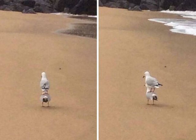 Inretesting Finds (49 pics)