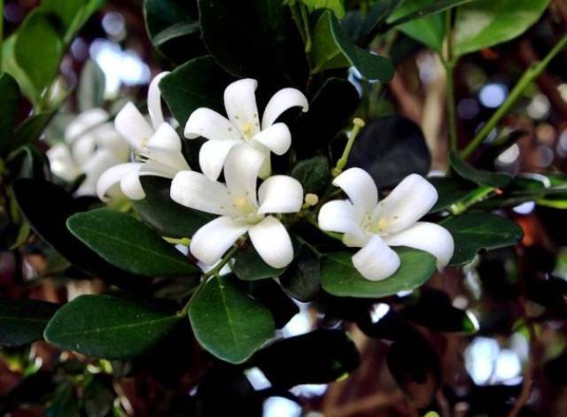 Things That Are Banned In Different Countries (24 pics)