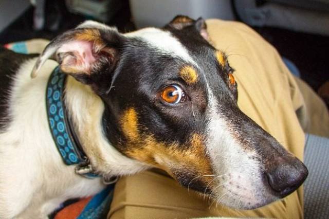 Things That Are Banned In Different Countries (24 pics)