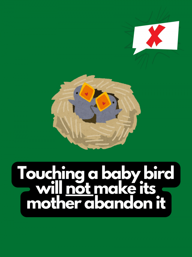 Myths That People Believe (22 pics)