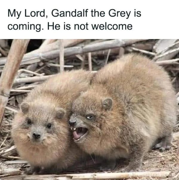 Memes For ''The Lord Of The Rings'' Fans (34 pics)