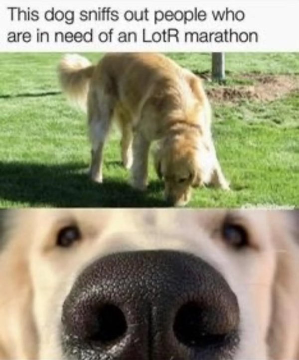 Memes For ''The Lord Of The Rings'' Fans (34 pics)