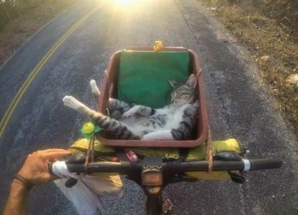 Photos For A Good Mood (27 pics)