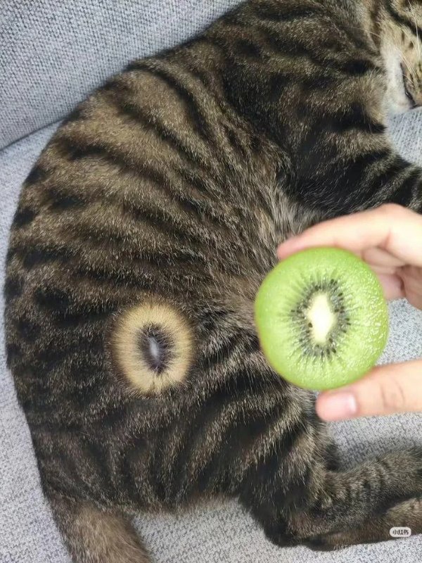 What Is Going On Here? (42 pics) What Is Going On Here? (42 pics)