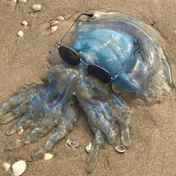 What Is Going On Here? (42 pics) What Is Going On Here? (42 pics)