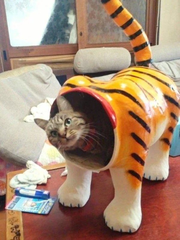 What Is Going On Here? (42 pics) What Is Going On Here? (42 pics)