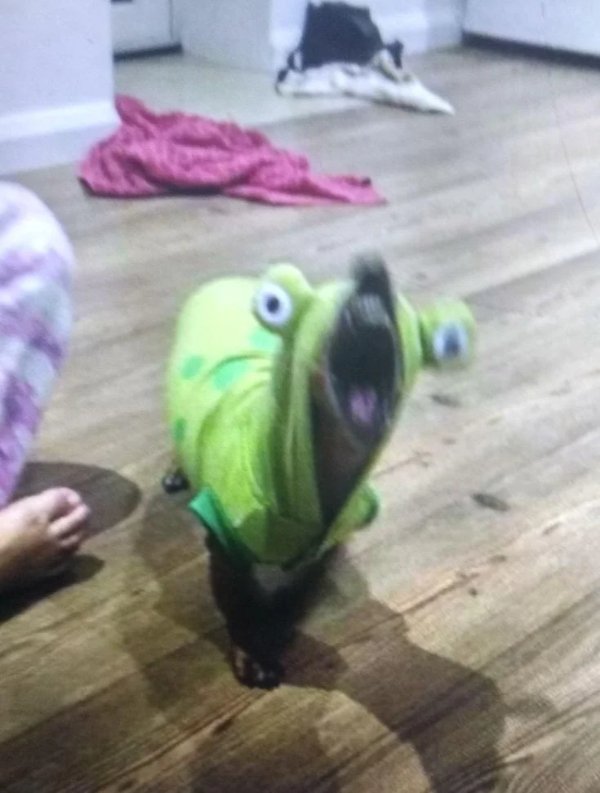 What Is Going On Here? (42 pics) What Is Going On Here? (42 pics)