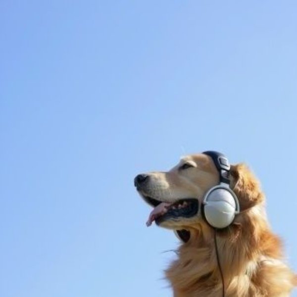 Funny Dogs (26 pics)