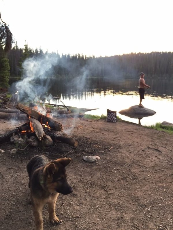 Funny Dogs (26 pics)