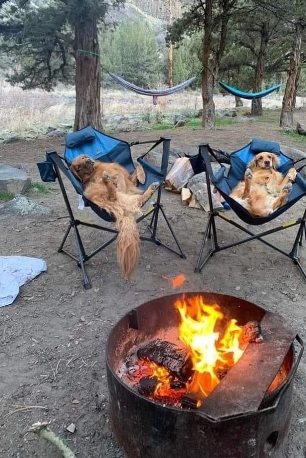 Funny Dogs (26 pics)