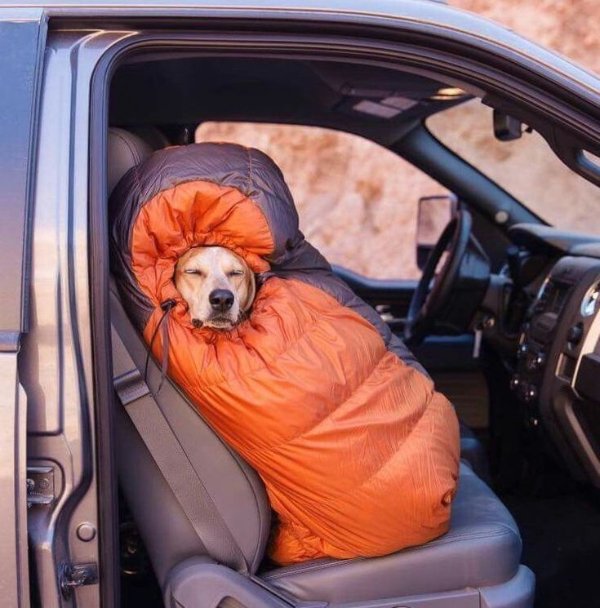 Funny Dogs (26 pics)