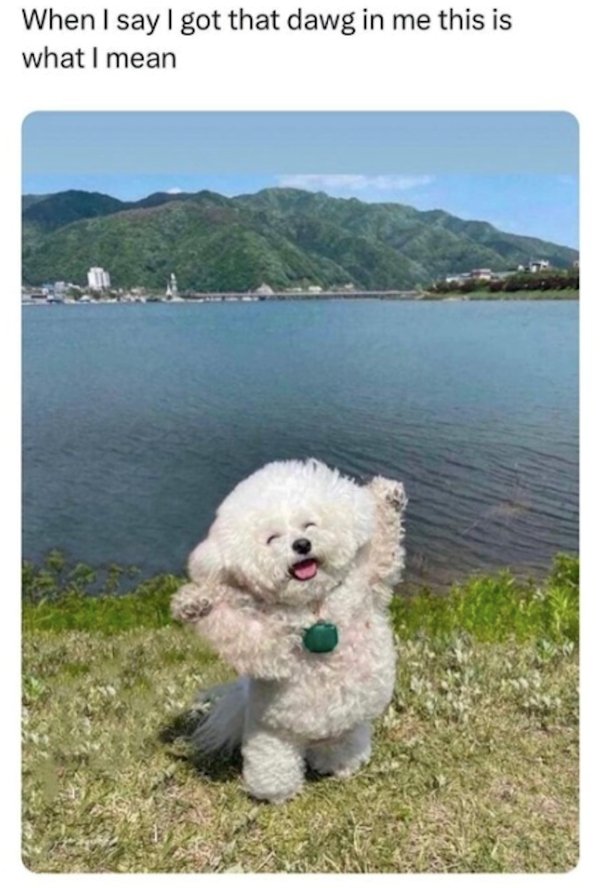 Funny Dogs (26 pics)