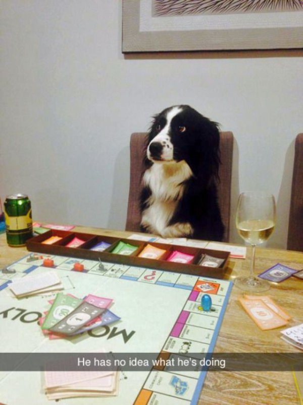 Funny Dogs (26 pics)