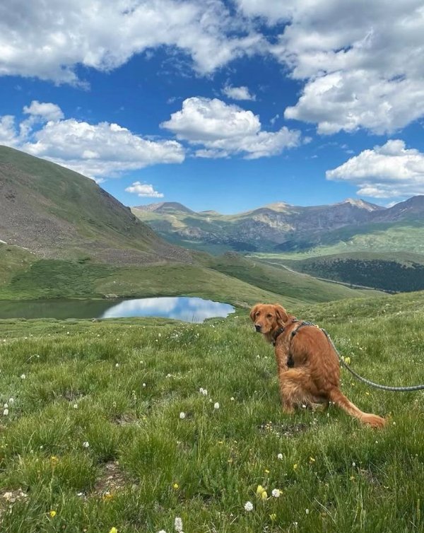 Funny Dogs (26 pics)